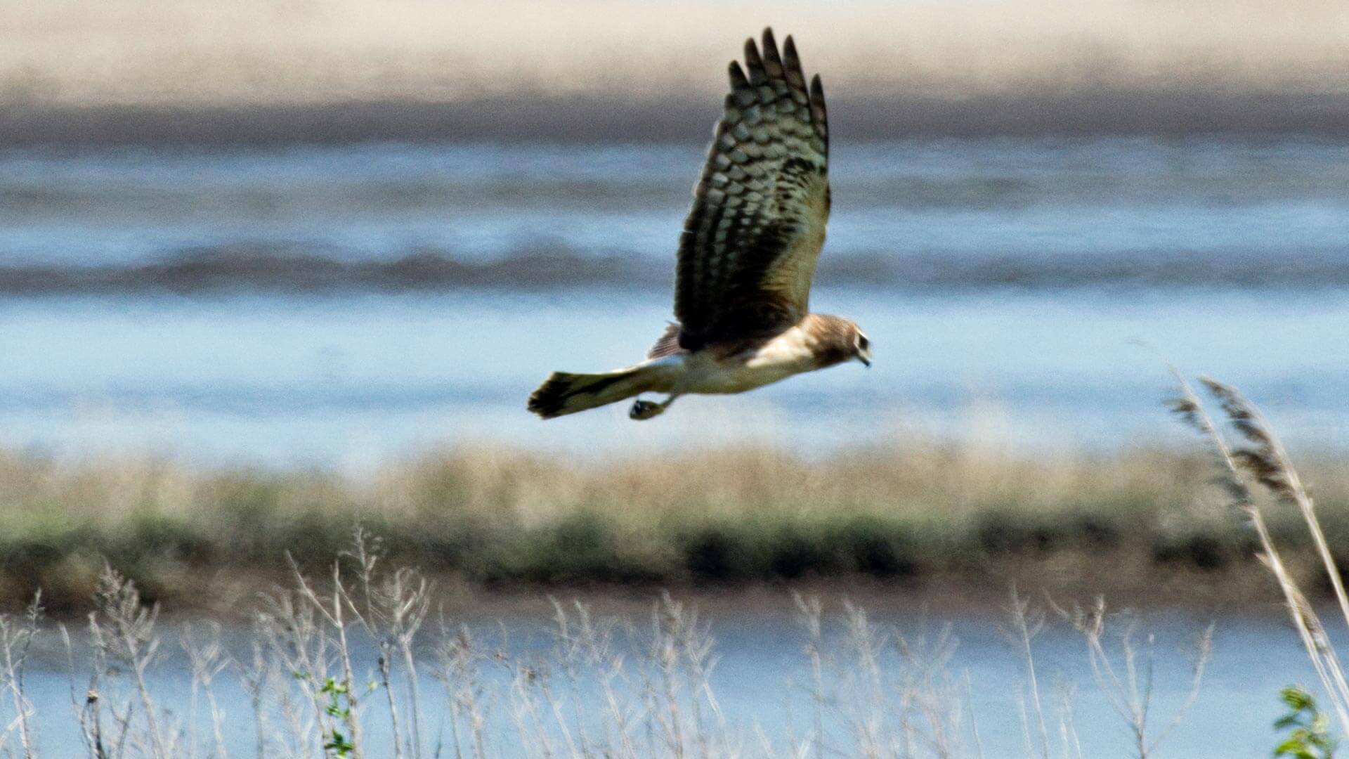 HawkArt soar with the hawk
